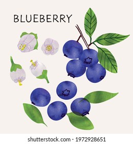 Blueberry illustration set with watercolor texture and line art. Hand drawn fully isolated modern colorful design elements ideal for health product packaging, brochures, web and more.