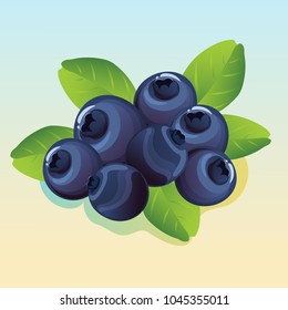 blueberry illustration vector