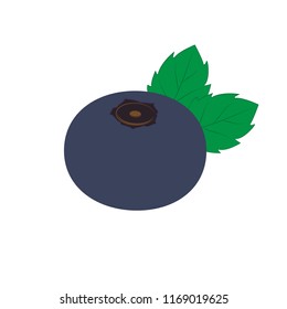 Blueberry illustration. Vector