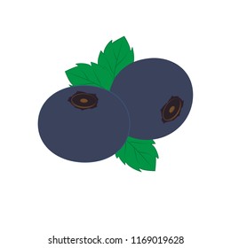 Blueberry illustration. Vector