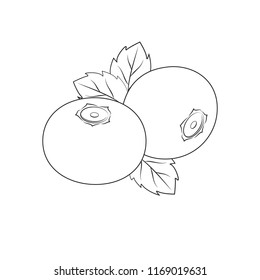 Blueberry illustration. Vector
