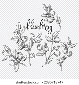 Blueberry. Isolated berry branch sketch. Vector illustration, line art, outline drawing. Detailed hand drawn food. Great for packaging, logo, menu, label, poster, print.