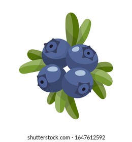 Blueberry isolated on white background. Bright vector illustration of colorful half and whole of juicy bilberry. Fresh cartoon