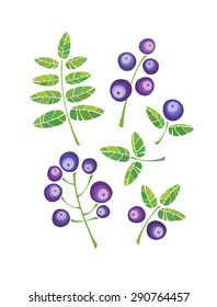 Blueberry. Leaves and berries isolated on white background. Vector illustration.