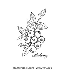 Blueberry and leaves. Blck and white berries. Hand-drawn flat image. Vector illustration on a white background.