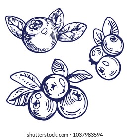 Cherry, blueberry, cranberry. black line sketch collection of • wall  stickers drawing, stem, pattern | myloview.com