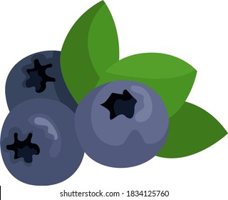 Blueberry with leaves, illustration, vector on white background