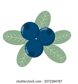 Blueberry with leaves isolated object. Forest blue berries with sheets. Blueberry harvest, vector illustration