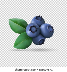 Blueberry with leaves isolated on transparent background. Realistic Vector illustration