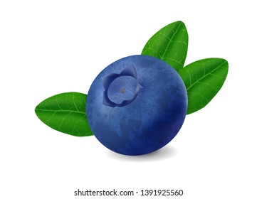 Blueberry with leaves isolated on white background. Realistic Vector illustration