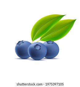 Blueberry with leaves isolated on white background, three berries 3d vector graphic