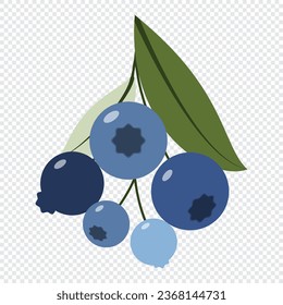 Blueberry with leaves. Sprigs of forest blueberries. Vector illustration