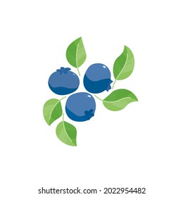 blueberry with leaves  vector illustration