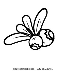 Blueberry in line style. Isolated hand drawing berry vector illustration. Doodle simple outline.