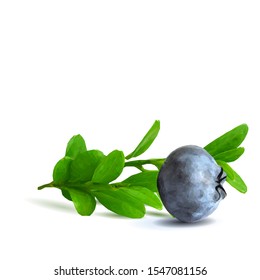 Blueberry low poly. Fresh, nutritious and tasty blueberry. Symbols of berries. Elements for label design. Blueberry in triangulation technique.