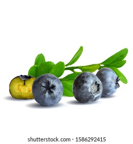 Blueberry low poly. Fresh, nutritious and tasty blueberry. Symbols of berries. Elements for label design. Blueberry in triangulation technique.