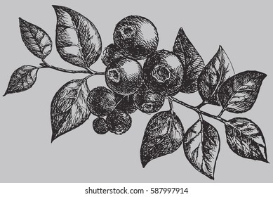 The blueberry on the branch with leaf. Berries vintage vector drawing isolated. Engraved style illustration. Food graphics sketch