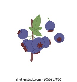 Blueberry on branch with leaf. Garden bog whortleberry. Fresh great bilberry. Vitamin food plant. Flat vector illustration isolated on white background