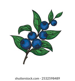 Blueberry on a branch in line drawing style. Color drawing of a branch with blueberry.