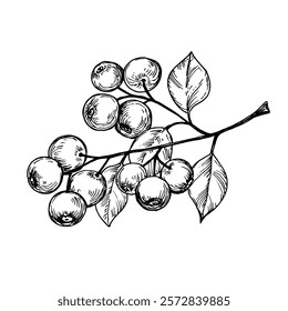 Blueberry on a branch sketch ink graphic illustration, draft silhouette drawing, black on white line art. Botanical vintage etching food design.