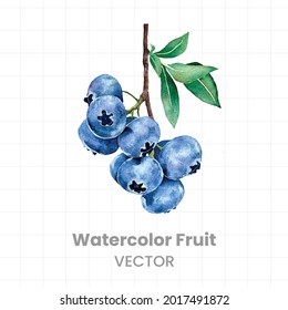 blueberry on a white background vector