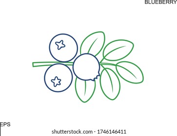 Blueberry outline. Isolated blueberry on white background