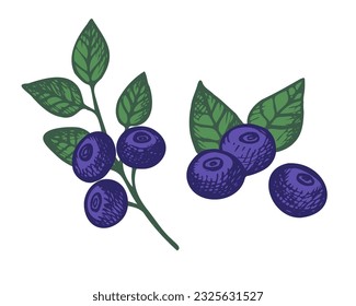 Blueberry plant hand drawn wild berries and leaves of the great bilberry plant. Design element.  Vector illustration on isolated white background