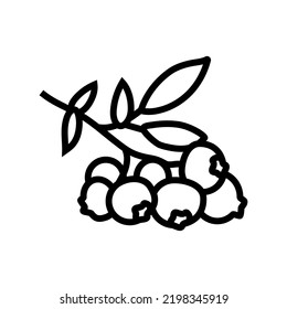 blueberry plant line icon vector. blueberry plant sign. isolated contour symbol black illustration