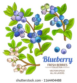 blueberry plant vector