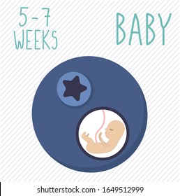 Blueberry. pregnancy development, size of embryo for 5-7 weeks. compare with fruits. Human fetus inside the womb 2 months. Vector illustrations on striped background