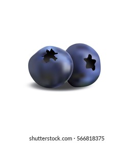 Blueberry realistic vector illustration isolated on the white background