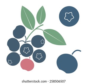 Blueberry set. Isolated blueberry on white background