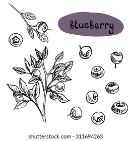 Blueberry/ Set of isolated sketchy style fruits and berries/ Doodle fruits in black and white/ Hand drawn vector illustration