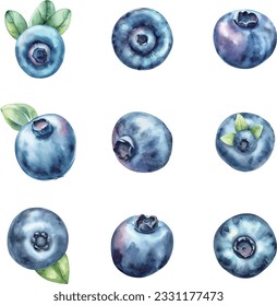 Blueberry set. Watercolor hand drawn illustration isolated on white background