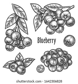 Blueberry sketch, berry fruits vector hand drawn botanical illustration. Blueberry berry plant and forest fruits bunch for juice, jam or dessert food product package design elements