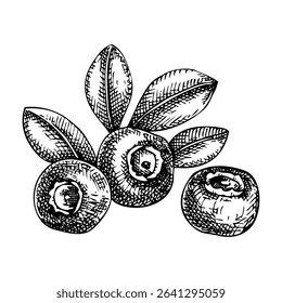 Blueberry sketch. Hand drawn fruit illustration. Natural ingredients, organic food logo design. Not AI generated