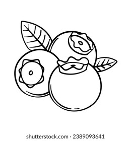 Blueberry sketch. hand drawn Blueberry outline illustration. Blueberry black and white vector drawing. Blueberry isolated on white background. vector illustration. Blueberries line art drawing.