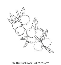 Blueberry sketch. hand drawn Blueberry outline illustration. Blueberry black and white vector drawing. Blueberry isolated on white background. vector illustration. Blueberries line art drawing.