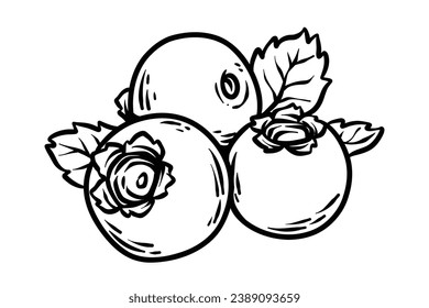 Blueberry sketch. hand drawn Blueberry outline illustration. Blueberry black and white vector drawing. Blueberry isolated on white background. vector illustration. Blueberries line art drawing.