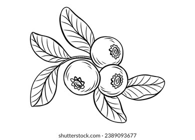 Blueberry sketch. hand drawn Blueberry outline illustration. Blueberry black and white vector drawing. Blueberry isolated on white background. vector illustration. Blueberries line art drawing.