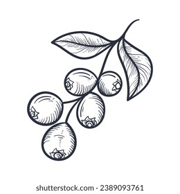 Blueberry sketch. hand drawn Blueberry outline illustration. Blueberry black and white vector drawing. Blueberry isolated on white background. vector illustration. Blueberries line art drawing.