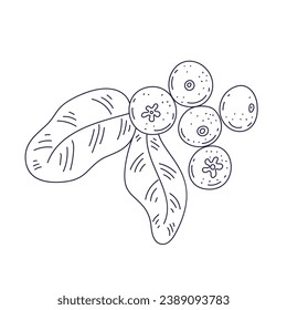 Blueberry sketch. hand drawn Blueberry outline illustration. Blueberry black and white vector drawing. Blueberry isolated on white background. vector illustration. Blueberries line art drawing.