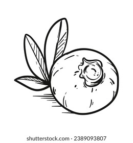 Blueberry sketch. hand drawn Blueberry outline illustration. Blueberry black and white vector drawing. Blueberry isolated on white background. vector illustration. Blueberries line art drawing.