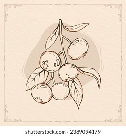 Blueberry sketch. hand drawn Blueberry outline illustration. Blueberry vector drawing. Blueberry isolated on background. vector illustration. Blueberries line art drawing.