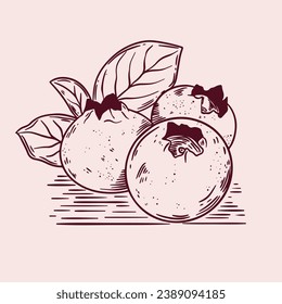 Blueberry sketch. hand drawn Blueberry outline illustration. Blueberry vector drawing. Blueberry isolated on background. vector illustration. Blueberries line art drawing.