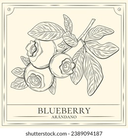 Blueberry sketch. hand drawn Blueberry outline illustration. Blueberry vector drawing. Blueberry isolated on background. vector illustration. Blueberries line art drawing.