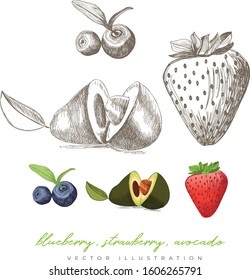 Blueberry, strawberry, avocado hand drawn illustration