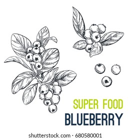 Blueberry. Super food hand drawn sketch vector illustration.