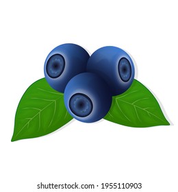 Blueberry sweet fruit illustration for web isolated on white background