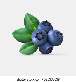 Blueberry with three leaves isolated on white background. Realistic Vector illustration.